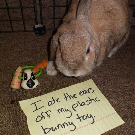 bunny shaming|Bunny Shaming.